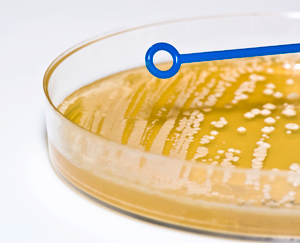 Bacterial Plate